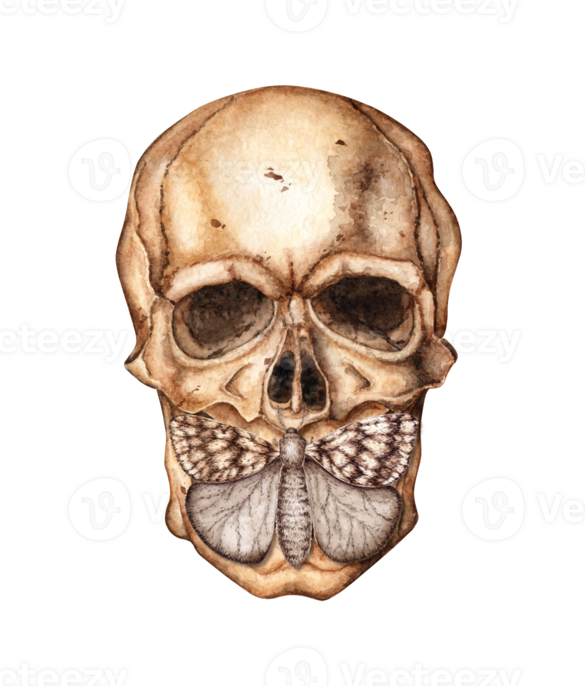 Human skull face and butterfly watercolor png