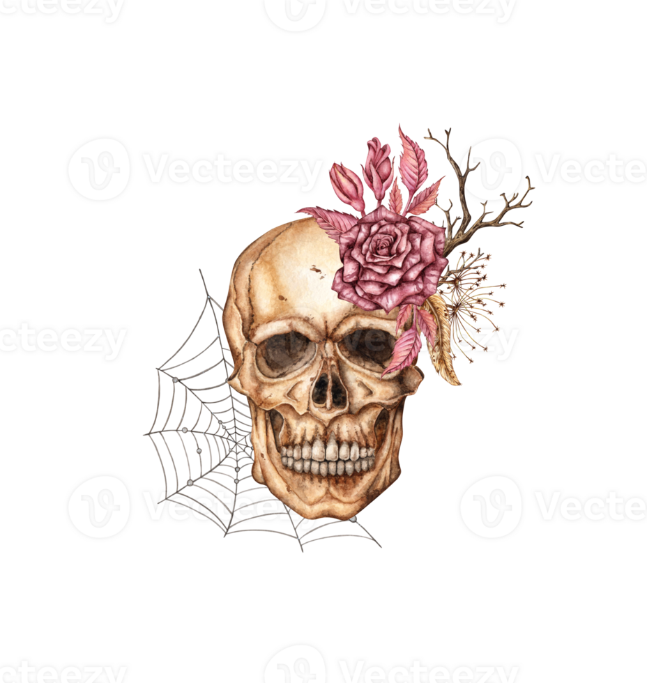Skull face with dark red rose, dried flowers, branches and cobweb watercolor illustration. Bones in gothic style. Day of the Dead, Halloween, Dia de los muertos. Isolated from background. Symbolism png
