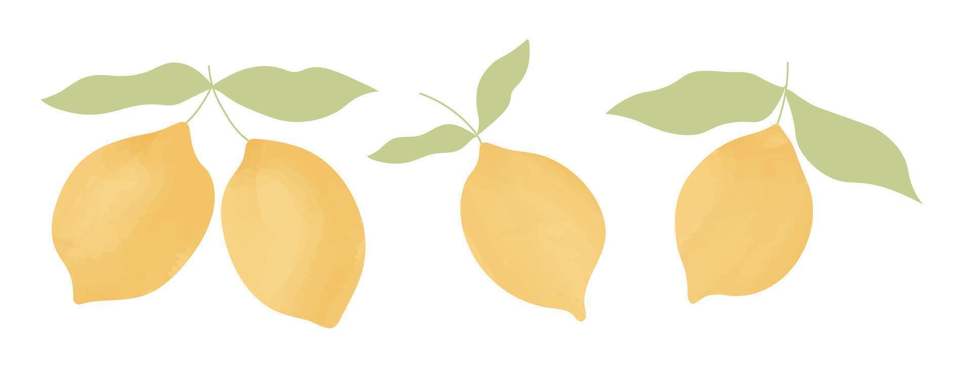 Hand drawn lemon fruits with leaves. Citrus watercolor tropical fruits. Summer botanical illustration for pattern, poster, card, banner, cover vector