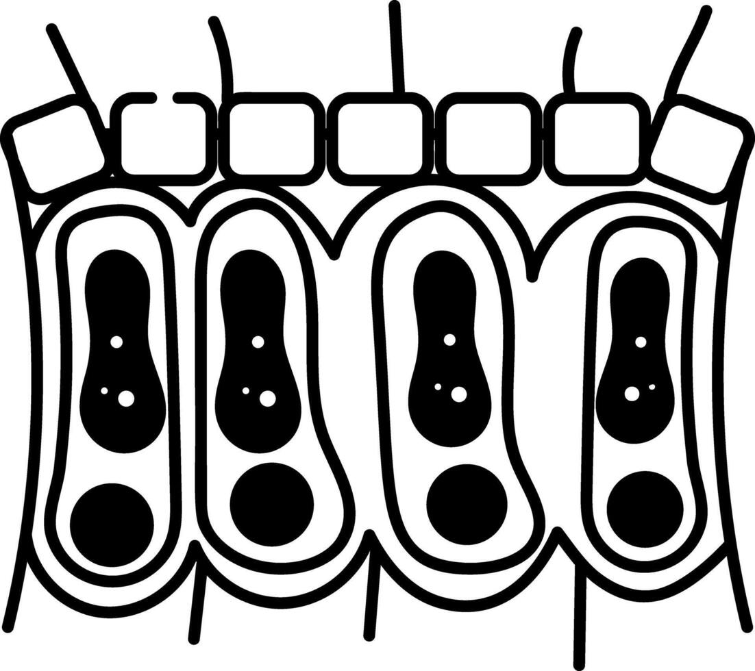 A sketchy style icon of epithelium vector