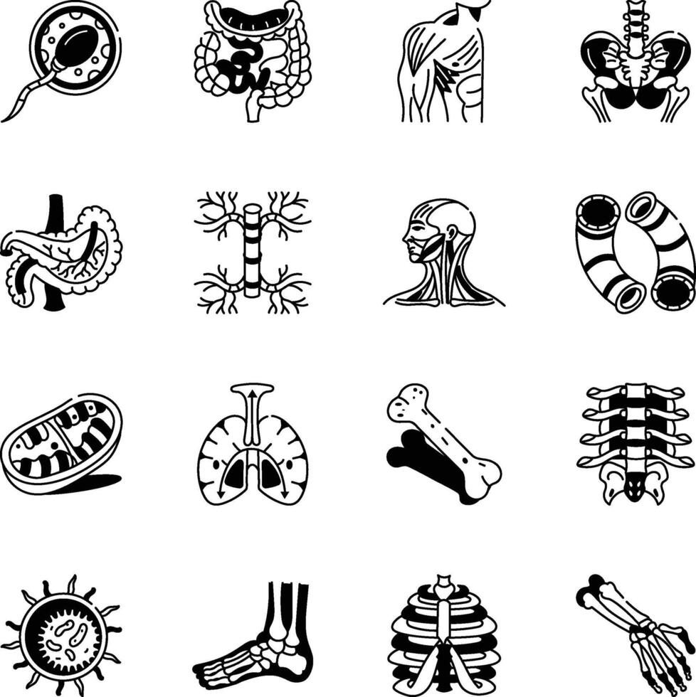 Collection of Skeletal System Drawing Style Ions vector