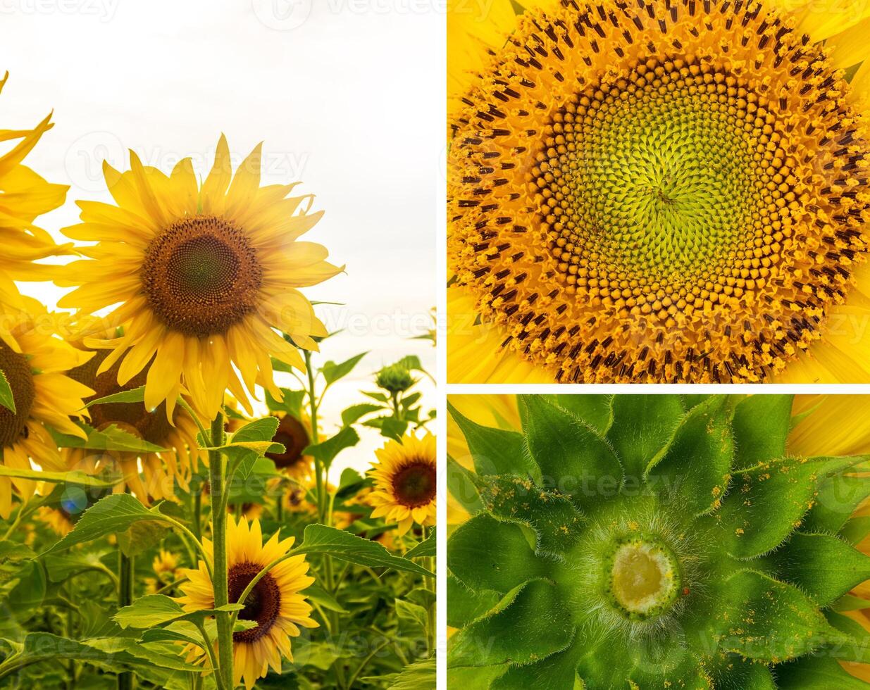Botanically collage of different parts of a sunflower. Texture macro photo. natural flower background photo