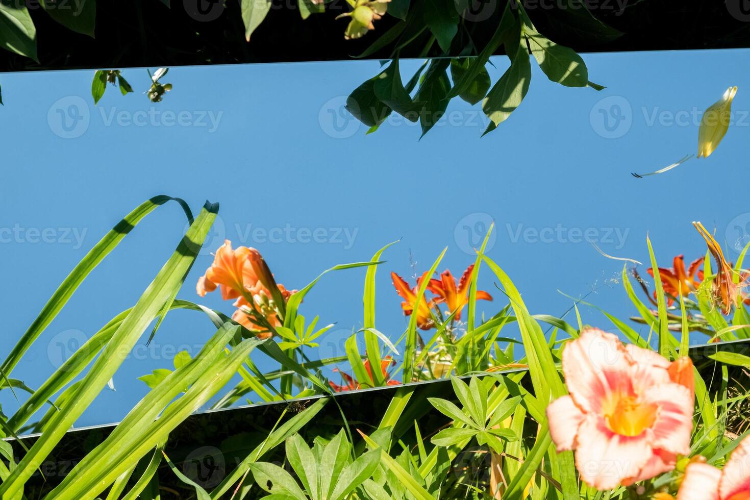 Orange Flowers and Sky Reflection in a Mirror. distressed texture.blurred foreground photo