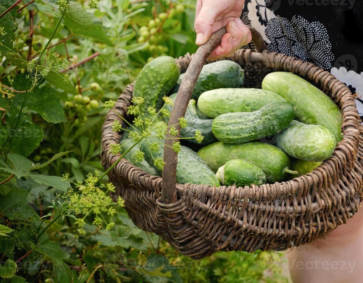 Freshly Harvested Cucumbers in a Wicker Basket. concepts of organic farming photo