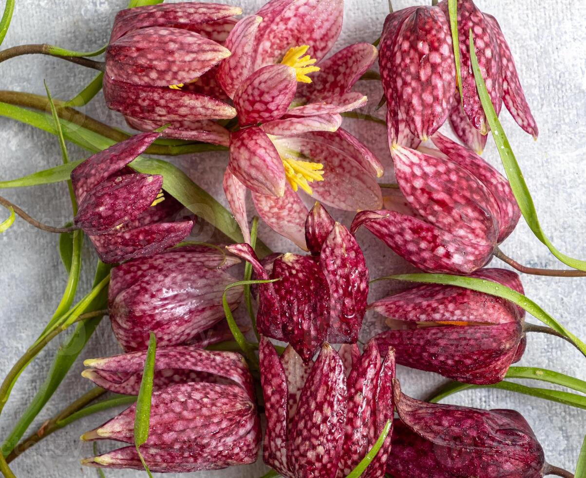 fritillaria meleagris hazel grouse flowers on a gray background. Blur and selective focus. Extreme flower Close-up photo