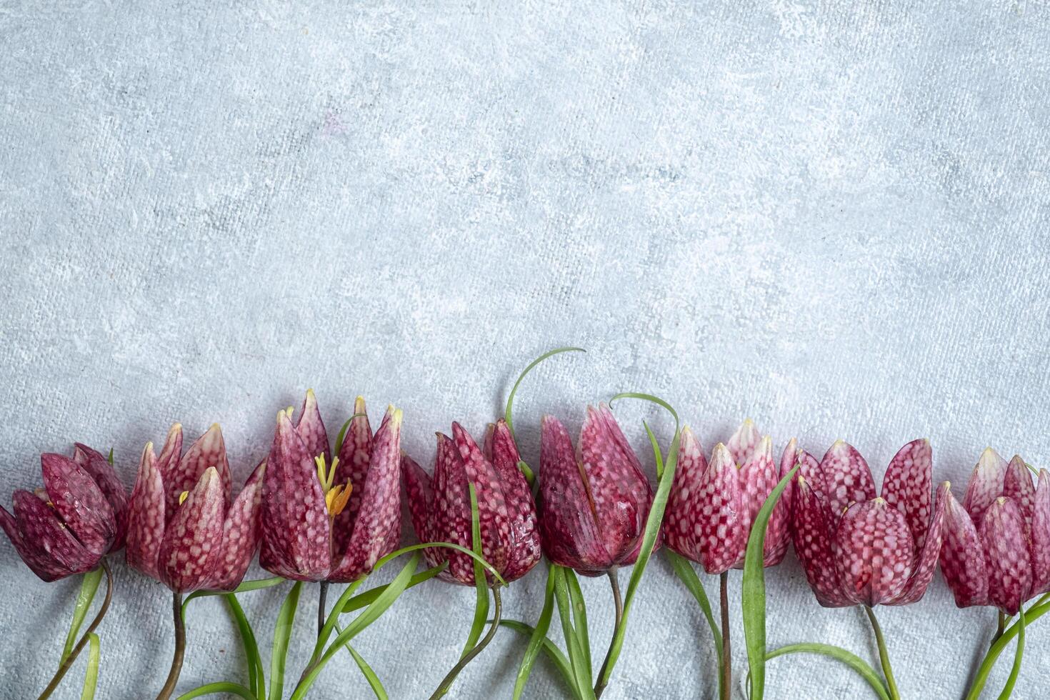 flower border spring flowers fritillaria meleagris on a gray background. Top view and copy space photo