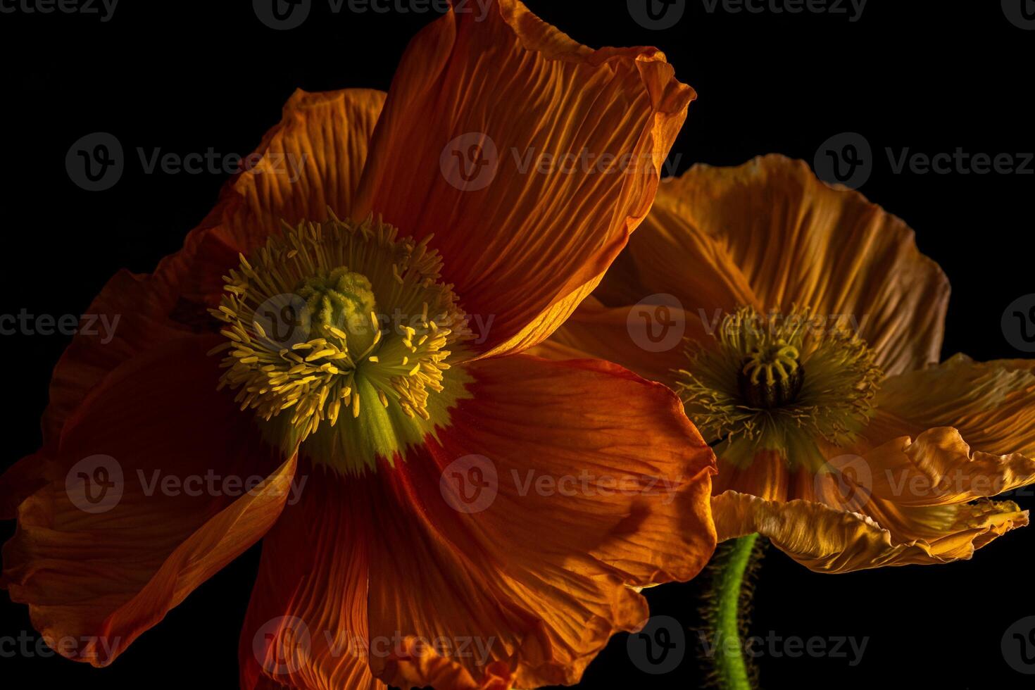 Two orange poppy on a black background and green stem. Low key photo. Blur and selective focus photo