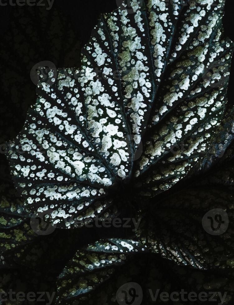 Close-Up of Metallic-Looking Begonia Leaves. Macro photo