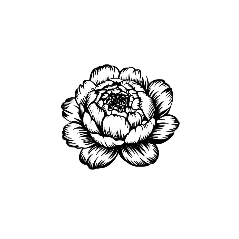 Elegant Peony Flower in Black and White on White Background. vector