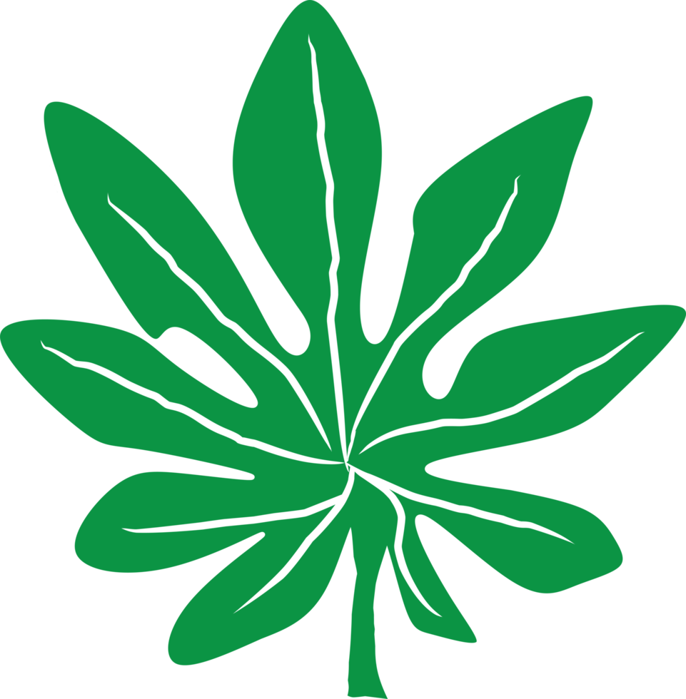 Simple papaya leaf illustration. Tropical plant design element. png