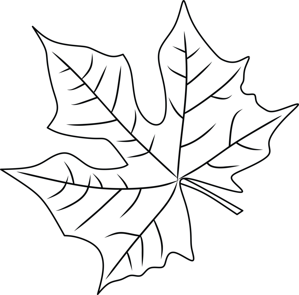 Outline Illustration of a Maple Leaf with Visible Veins and Details png