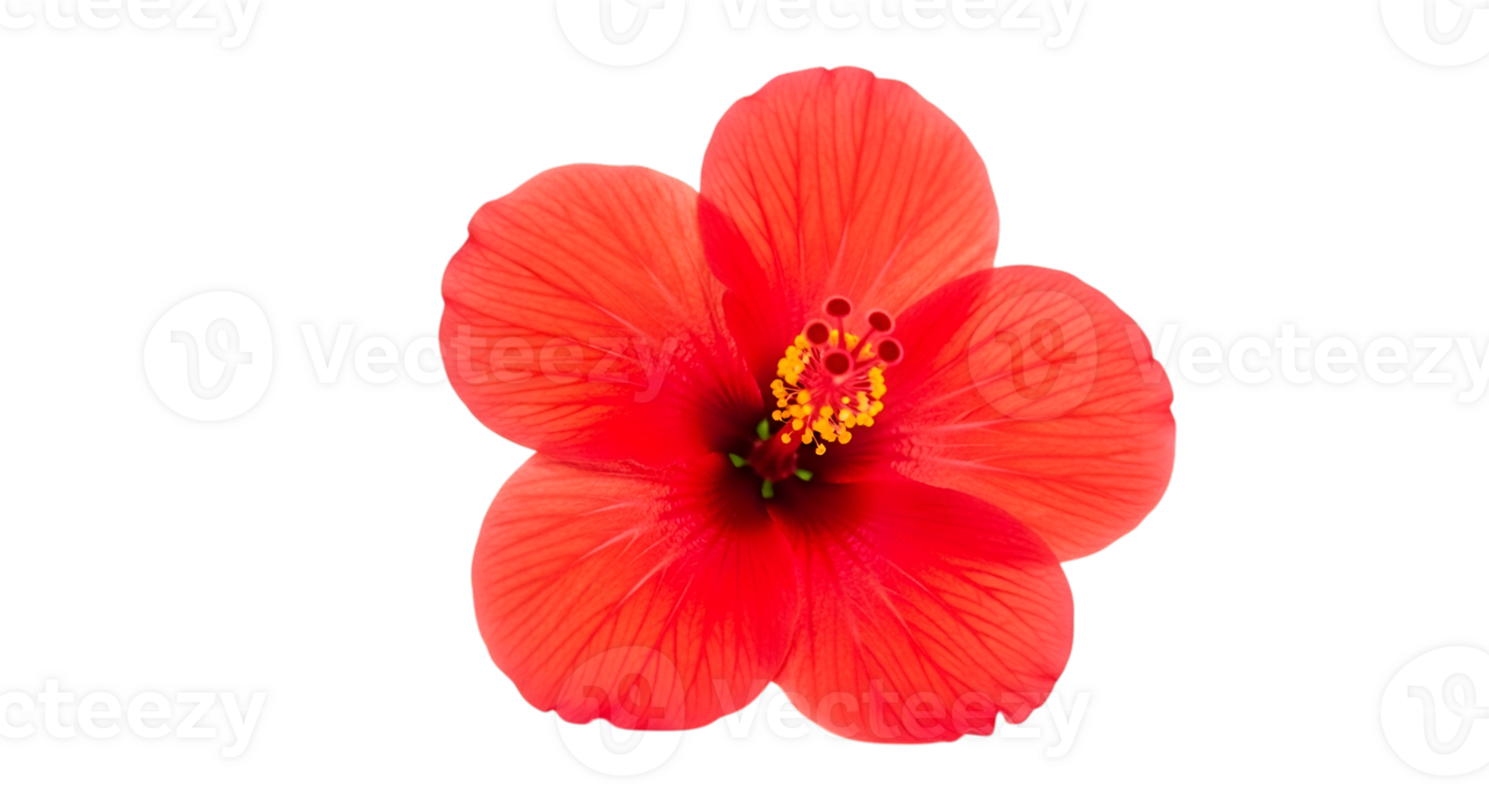 Isolated Red Hibiscus Blossom on a Transparent Background for Graphic Design png