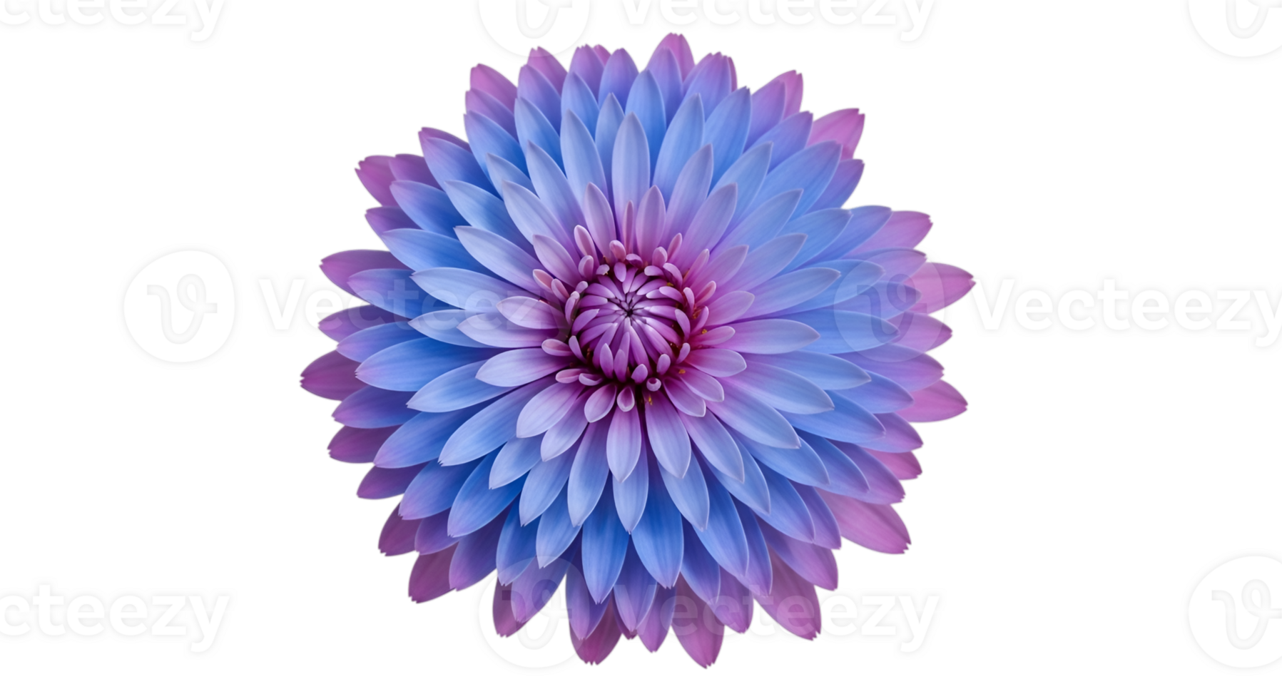Gradient dahlia flower with isolated petals on black background png
