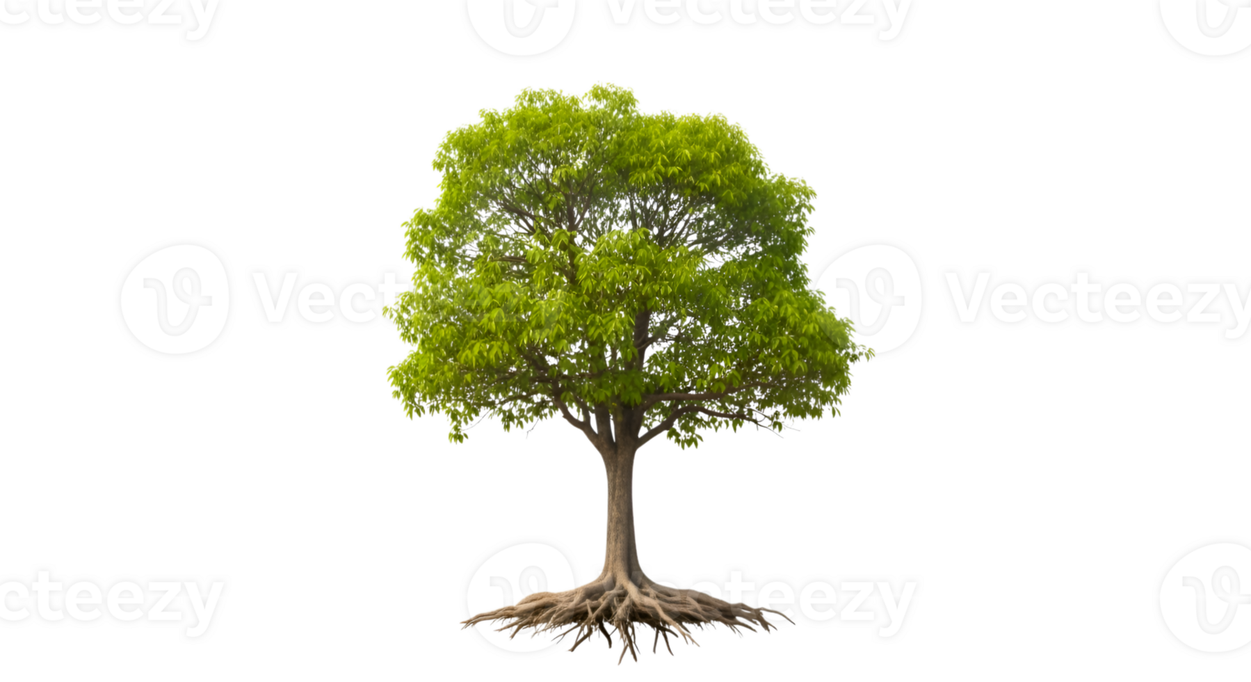 Isolated Tree with Green Leaves on Transparent Background png