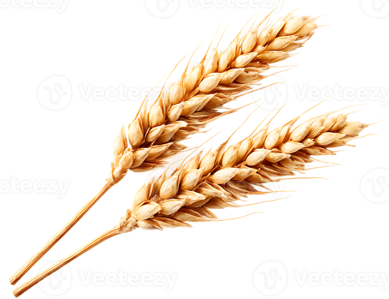 Two Ripe Wheat Stalks on Transparent Background Isolated Perfect For Design png