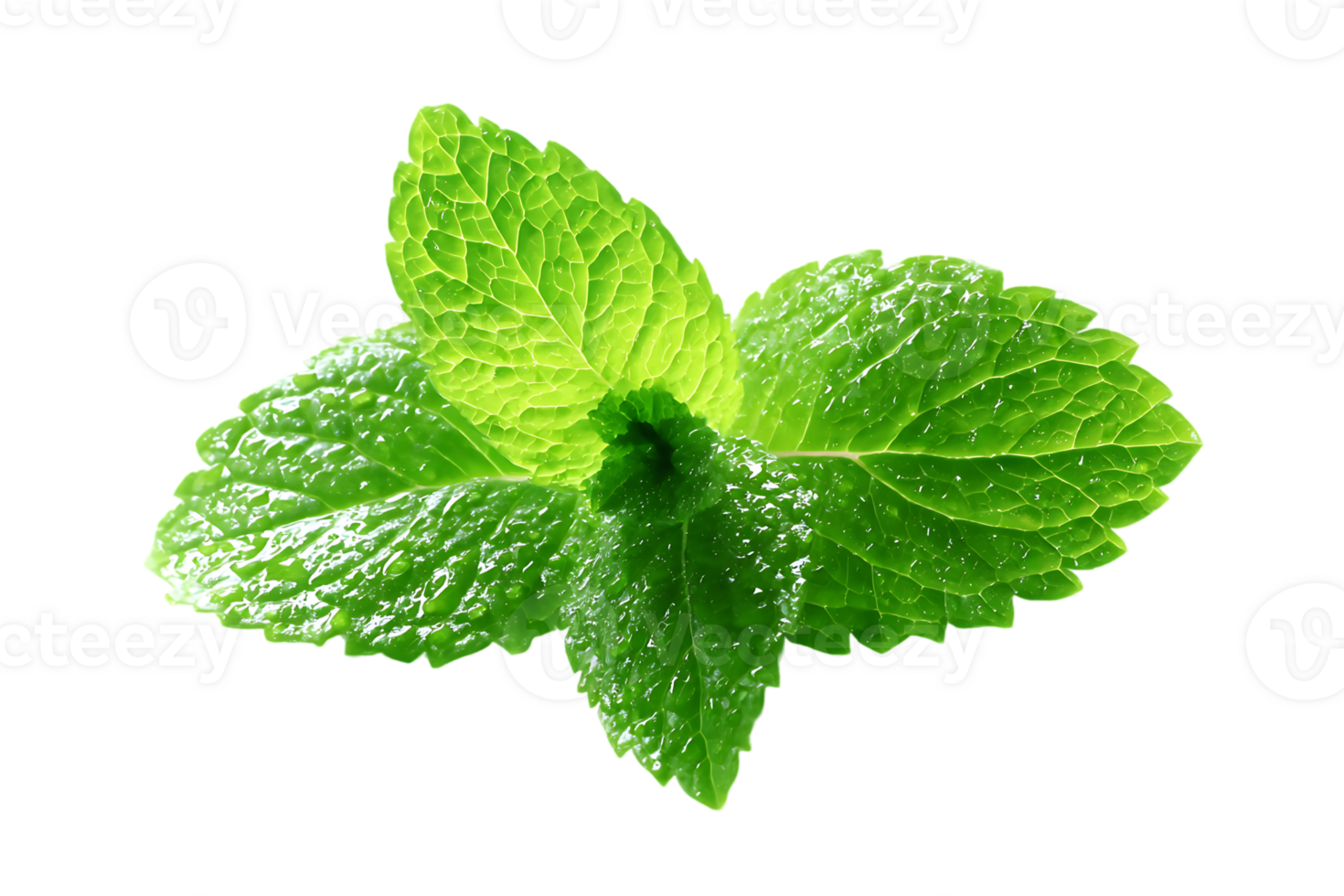 Fresh Green Mint Leaves Isolated Photography on Transparent Background for Culinary Use png