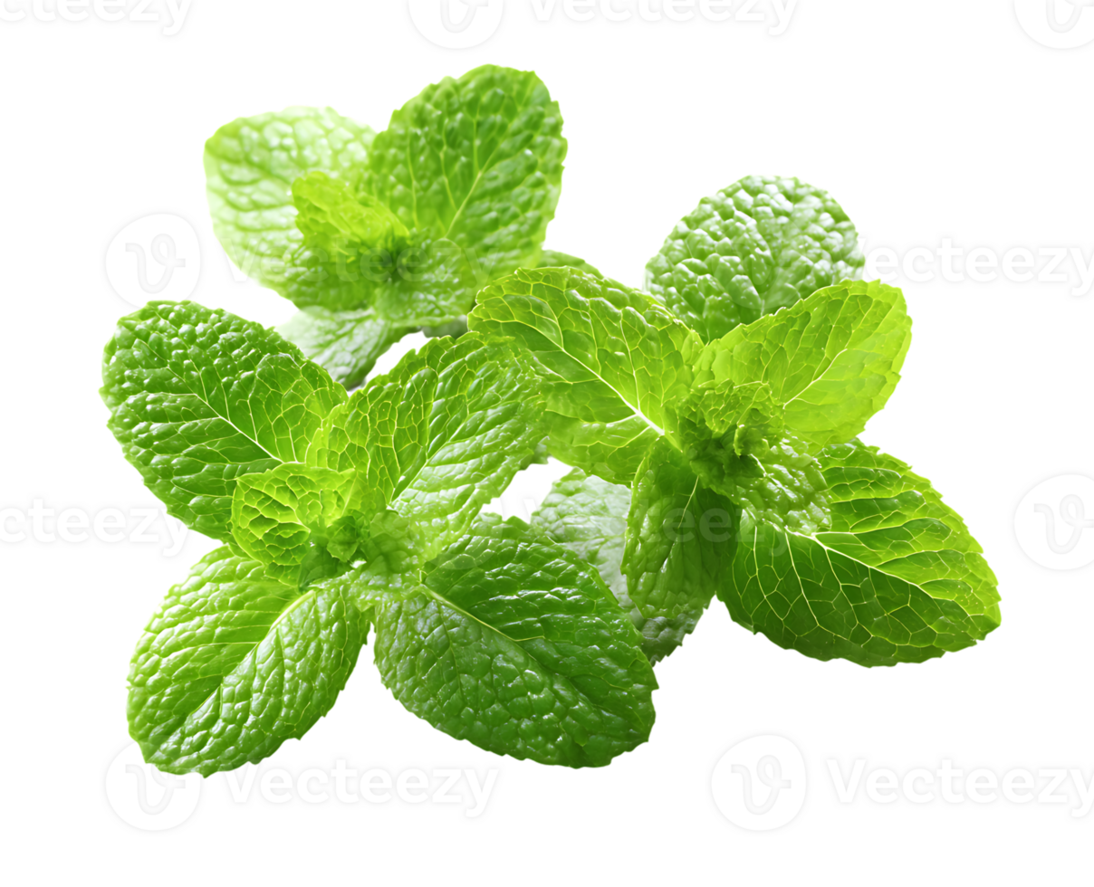 Fresh Green Mint Leaves Isolated on a Transparent Background High Resolution png