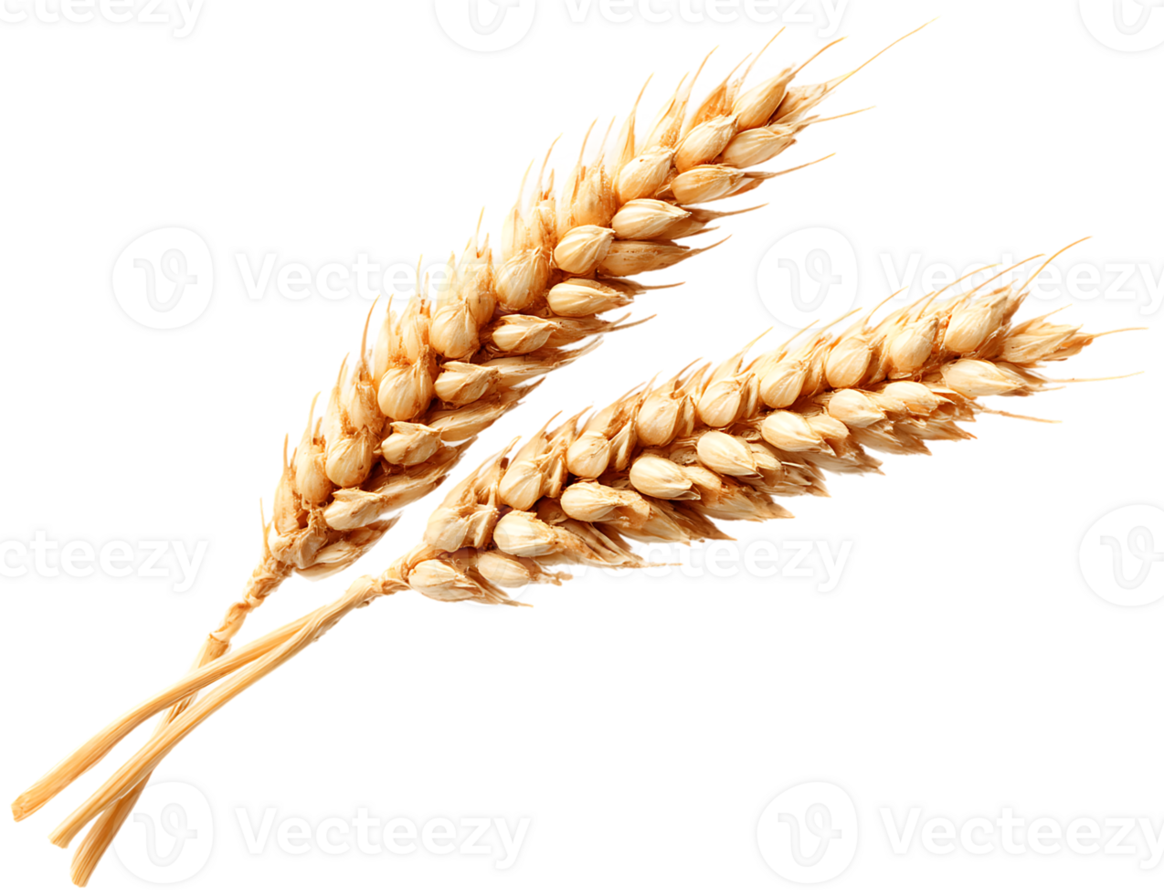 Two Ripe Wheat Ears Isolated on a Transparent Background for Design Project png
