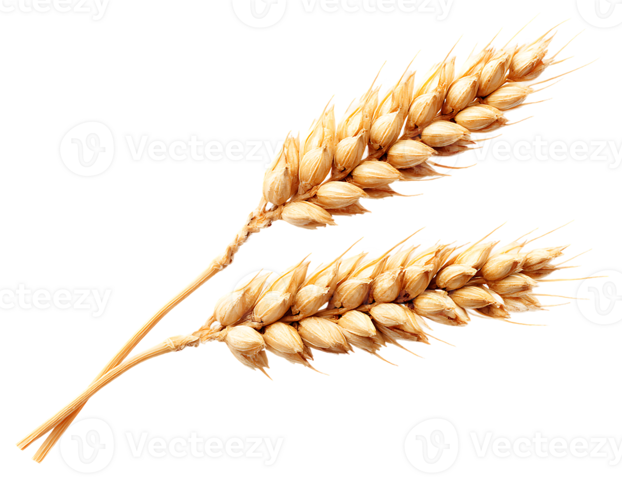 Two Wheat Stalks on a Transparent Background Food Agriculture and Farming Concept png