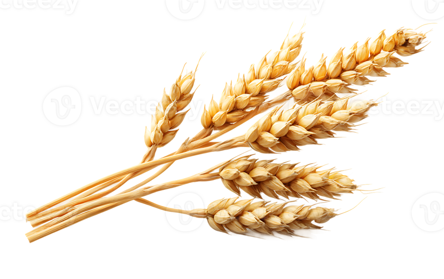 Ripe Wheat Stalks on Transparent Background a Harvest Time Agricultural Crop Resource png
