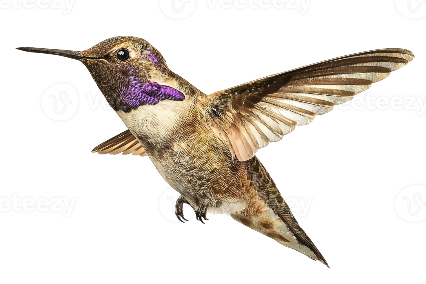 Isolated Rufous Hummingbird Illustration in Transparent Background Ready for Your Project Work png