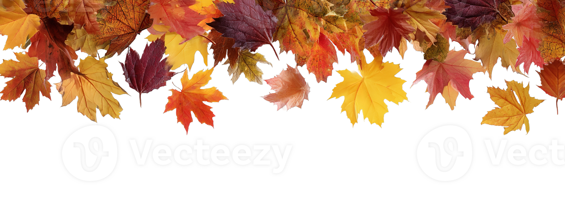Autumn Leaves Transparent Background Isolated Fall Foliage in Orange and Yellow png