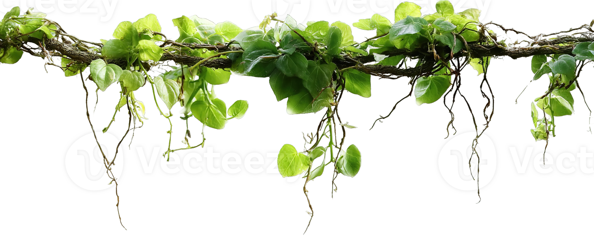 Green Vine with Leaves on Transparent Background Isolated Vine Decor Element png
