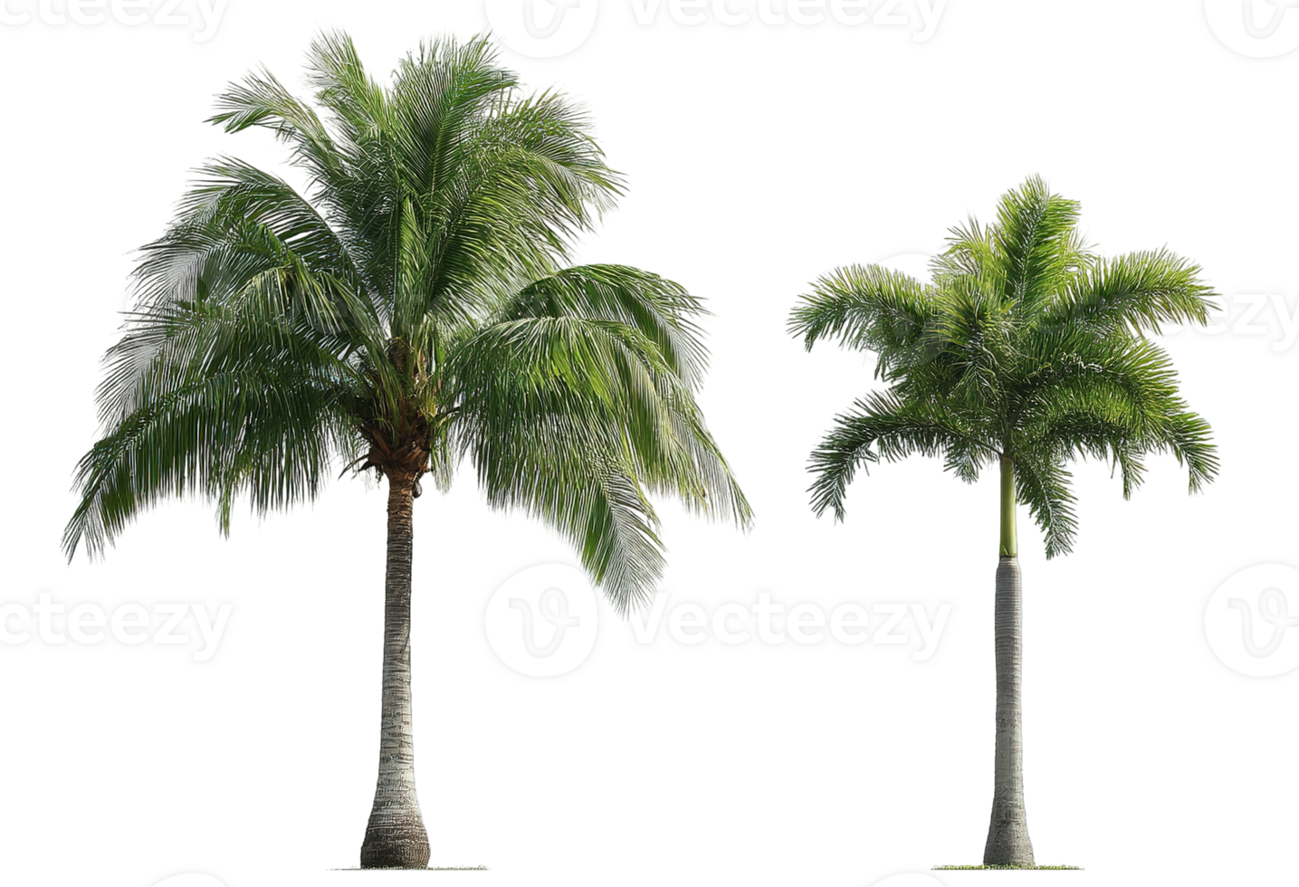 Beautiful Palm Tree with Transparent Background Isolated on White for Digital Art png