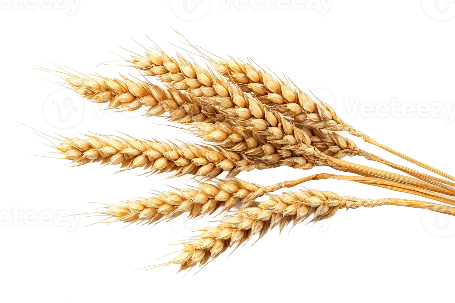 Wheat Stalks Harvested Golden Grain Image Transparent Background Isolated For Design png