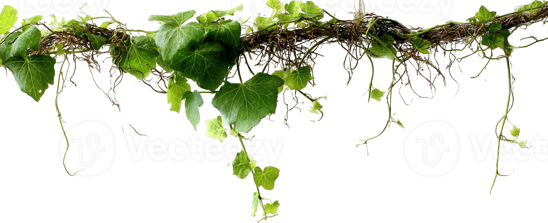 Grape Vine Plant with Leaves Isolated on Transparent Background for Compositing png