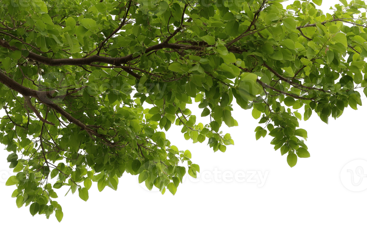 Green Oak Tree Branch Leaves Isolated On Transparent Background Isolated No Shadow png