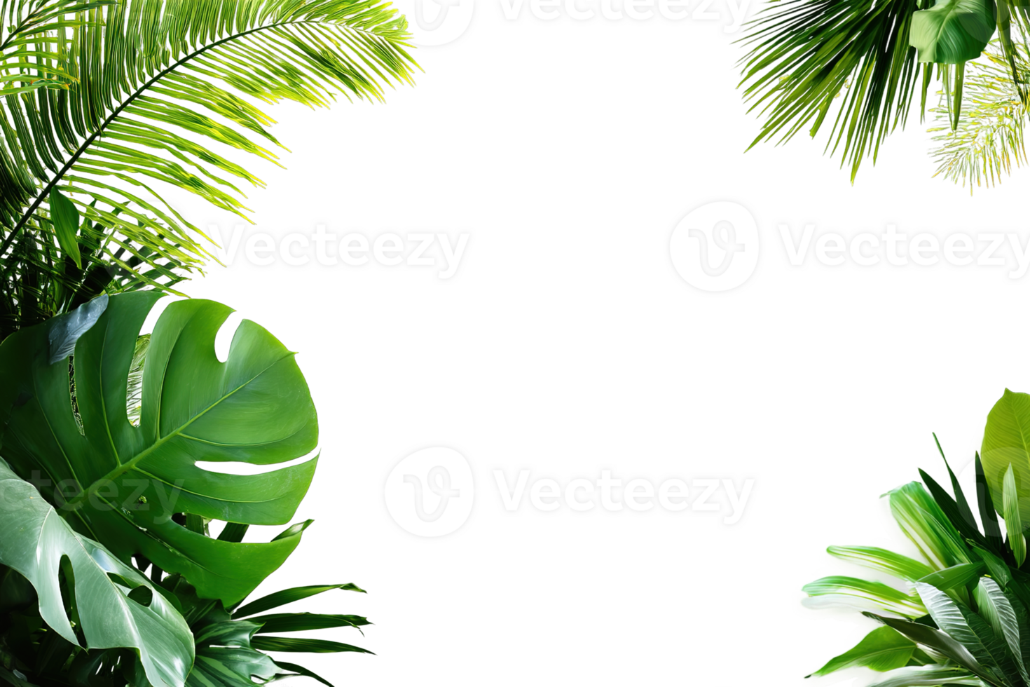 Tropical Leaves Frame Transparent Background Decoration Isolated Stock Image Free png