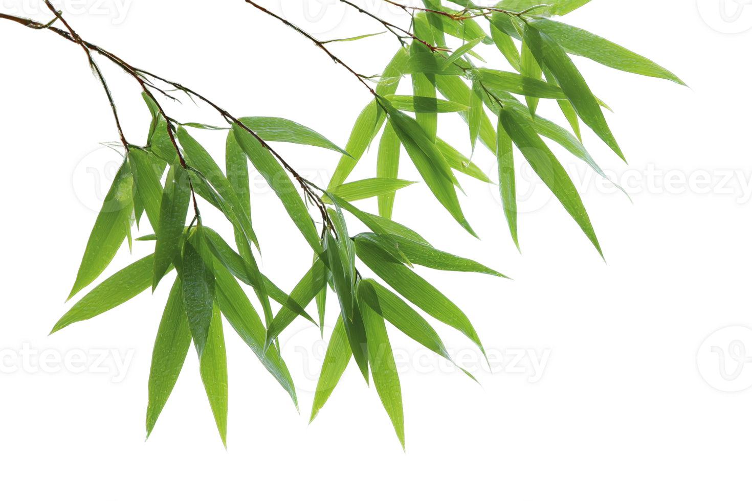 Green Leaves on Branch Transparent Background Isolated Beautiful Nature Freshness Spring png