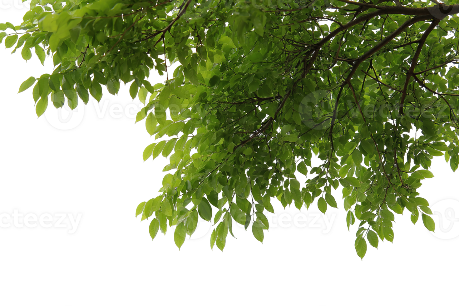 Green Leaves on Tree Branch Isolated on Transparent Background Summer Nature png