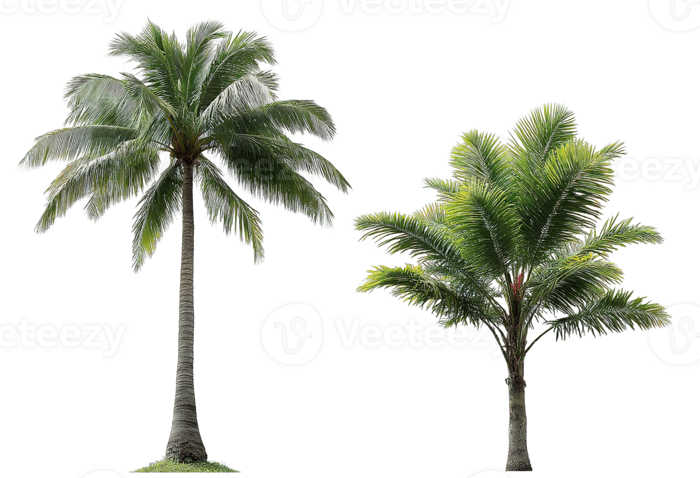 Palm Tree Isolated Trees with Transparent Backgrounds Format Cut Outs png