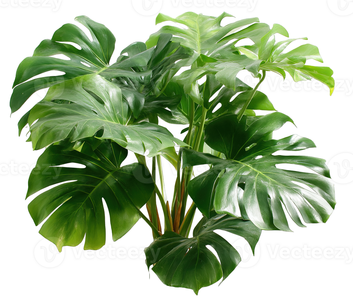 Lush Green Monstera Plant with Broad Leaves on a Transparent Background Image png