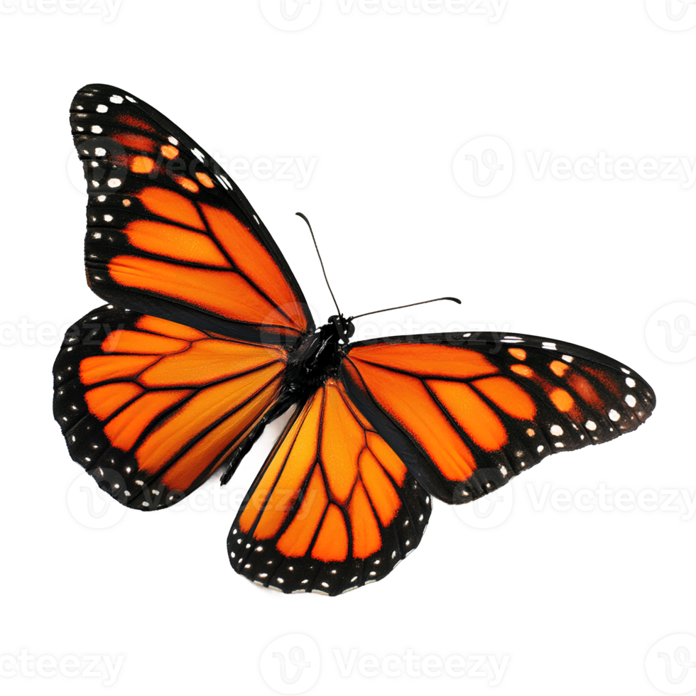 Monarch Butterfly Orange Wings Isolated On Transparent Background Image For Edit png