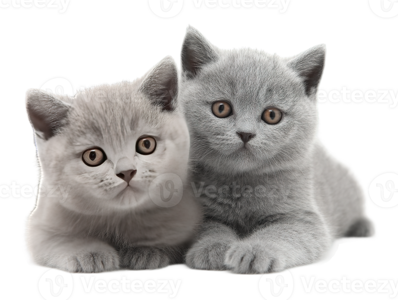 Two Cute Gray Kittens Together Isolated Transparent Background Adorable Cat Photo png