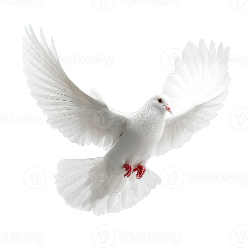 Isolated Dove in Flight with White Feathers on a Transparent Background Picture png