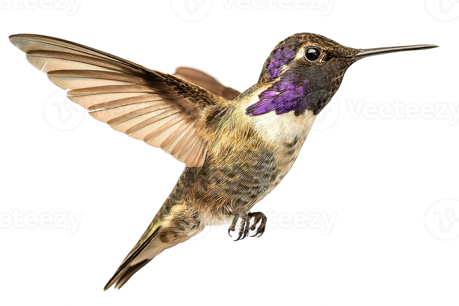 Isolated Hummingbird on Transparent Background Artistic Rendering With Delicate Feather Detail png