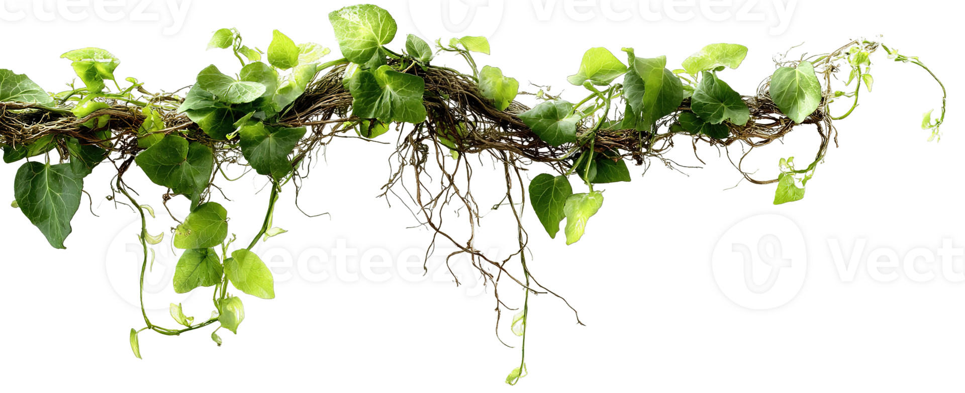 Green Ivy Isolated Climbing Plant Vine Branch Transparent Background Decoration Design png