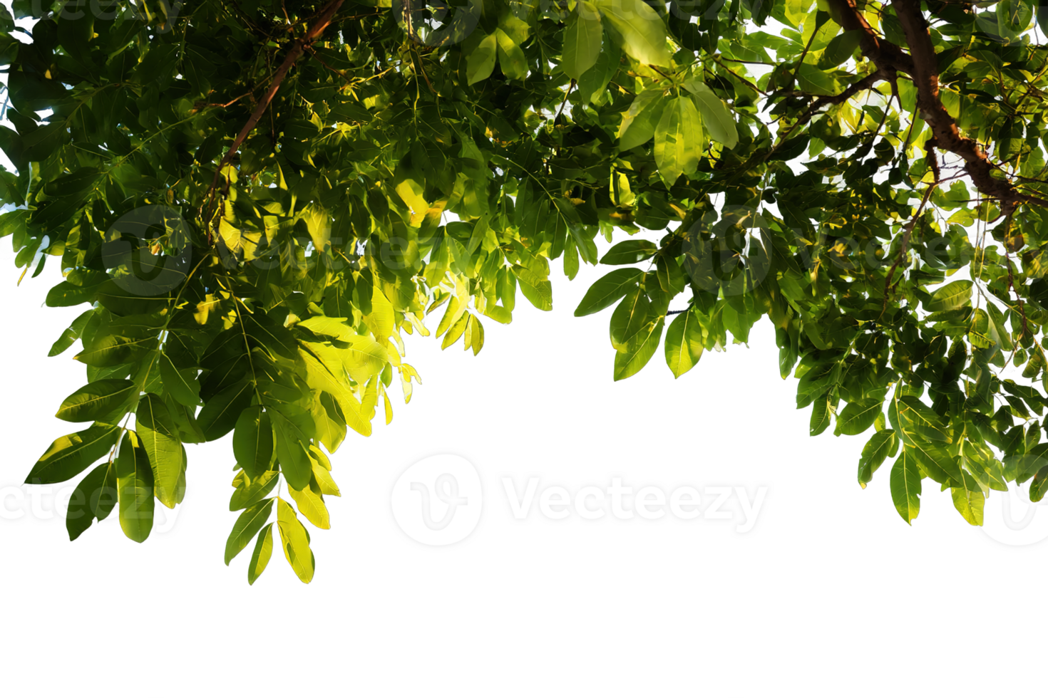 Green Leaves Canopy Isolated with Transparency Great for Digital Compositing and Nature png