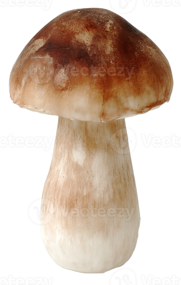 Isolated Edible Mushroom Image in Transparent Background Great for Design Projects png