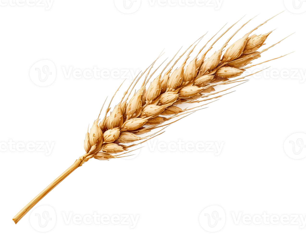 Golden Wheat Stalk Against Transparent Background Isolated for Graphic Design Elements and Crafts png