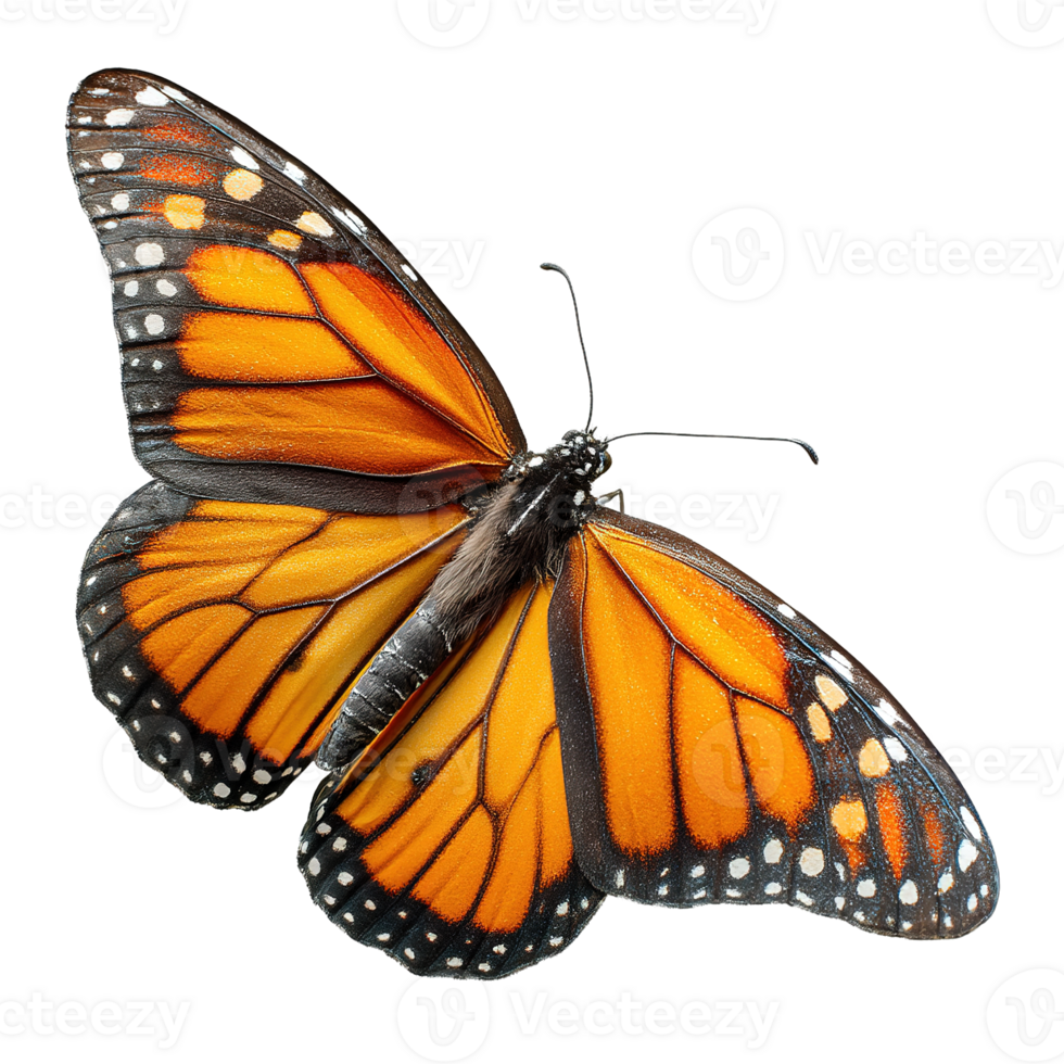 A Graceful Monarch Butterfly Soaring with Delicate Wings on a Transparent Background Isolated png
