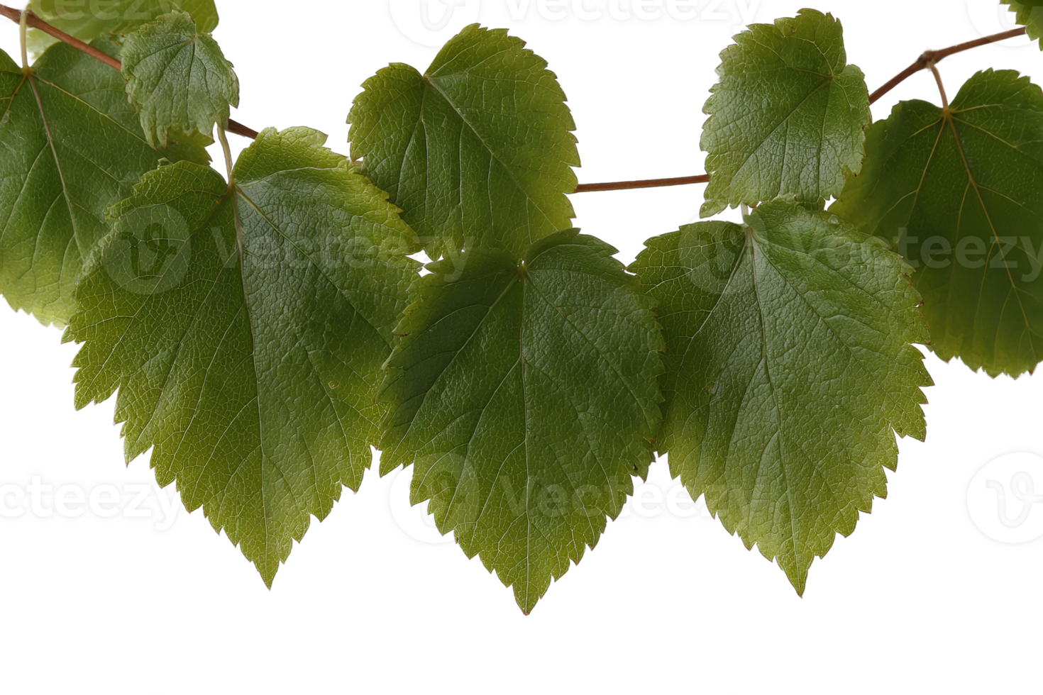 Fresh Green Grape Leaves with Transparent Background Isolated for Graphic Design Projects png