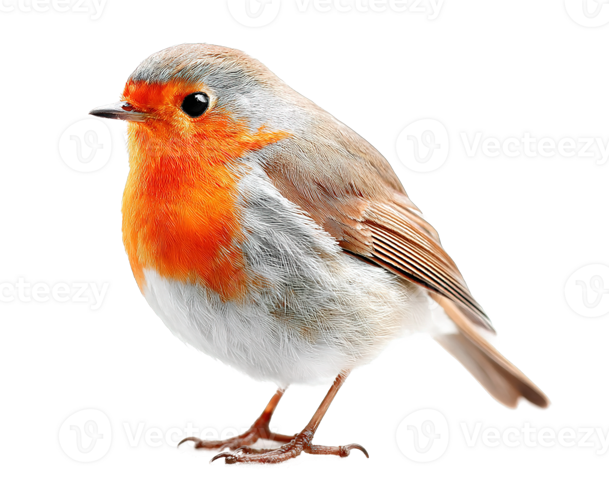 Isolated Robin Bird with Orange Breast Feathers in Transparent Image Illustration png