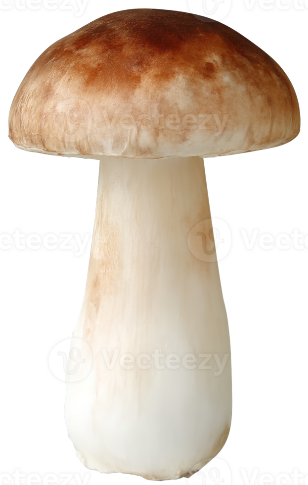 A Single Mushroom Fresh and Natural with a Transparent Isolated Background png