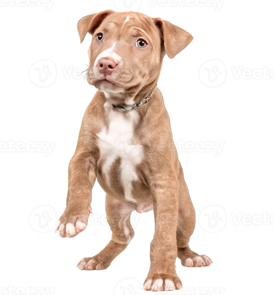 Isolated Adorable Pitbull Puppy Dog Standing Up on Transparent Background Image png