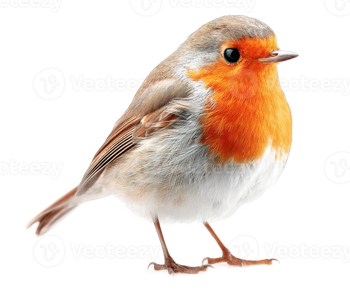 European Robin Bird with Transparent Background Cutout Isolated Image Stock Photo png